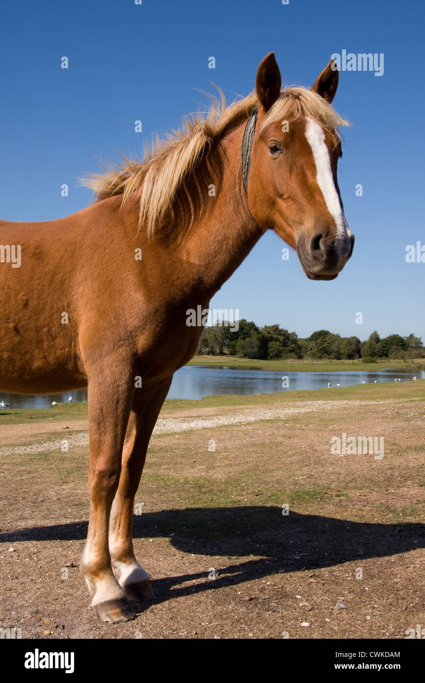 Poney New Forest, Hampshire, Angleterre Banque D'Images