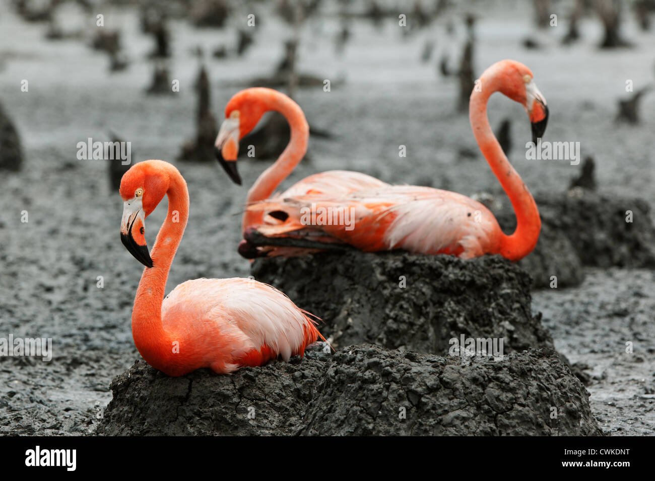 L'American Flamingo (Phoenicopterus ruber) au nid Banque D'Images