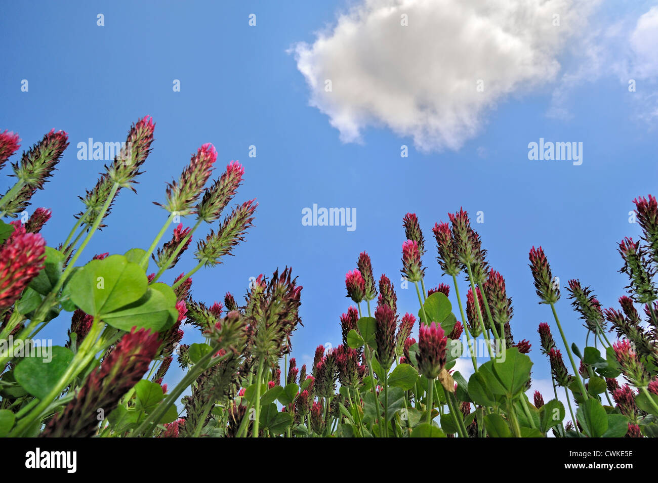 Domaine de trèfle incarnat / Italien trèfle (Trifolium incarnatum) cultivées comme fourrage pour le bétail Banque D'Images