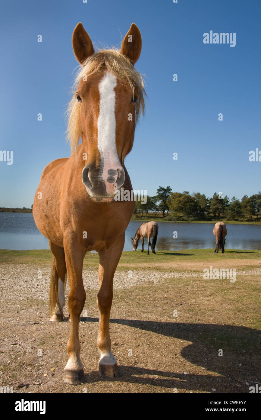 Poneys New Forest pâturant au bord du lac Hampshire, Angleterre Banque D'Images