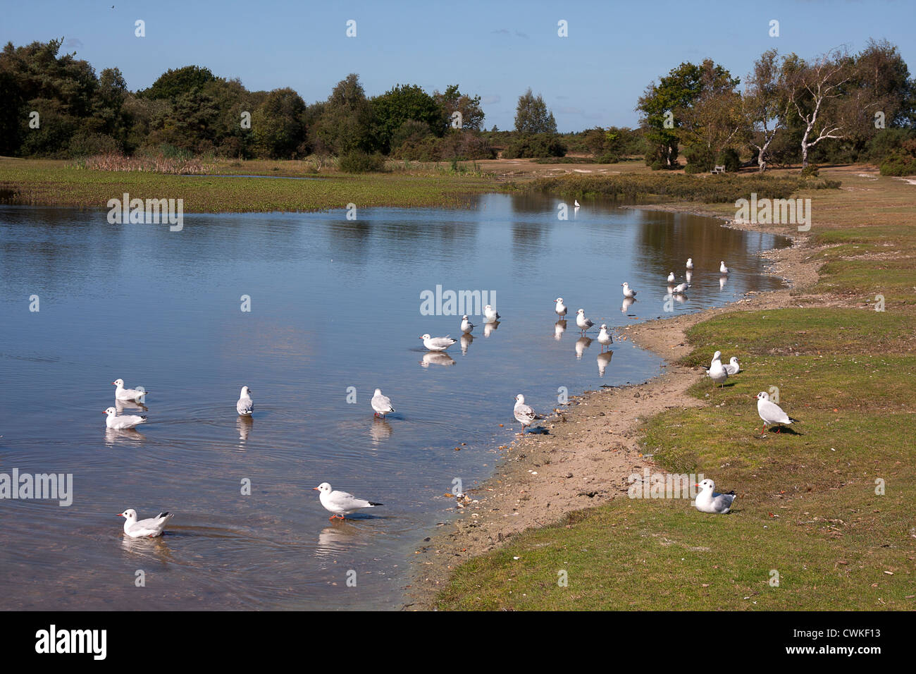 Goélands sur étang, New Forest, Hampshire, Angleterre Banque D'Images