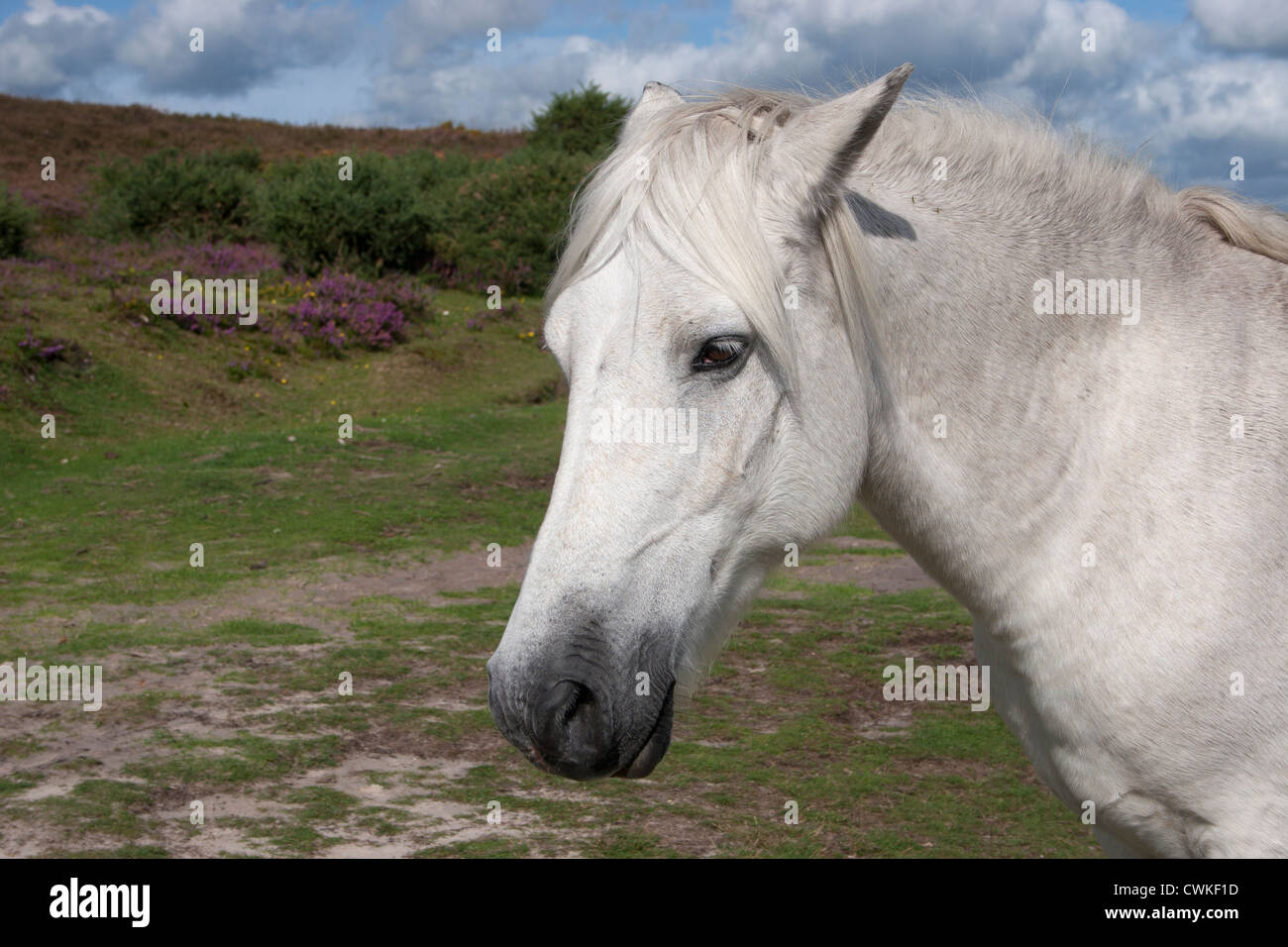 Poney New Forest blanc, Angleterre Banque D'Images