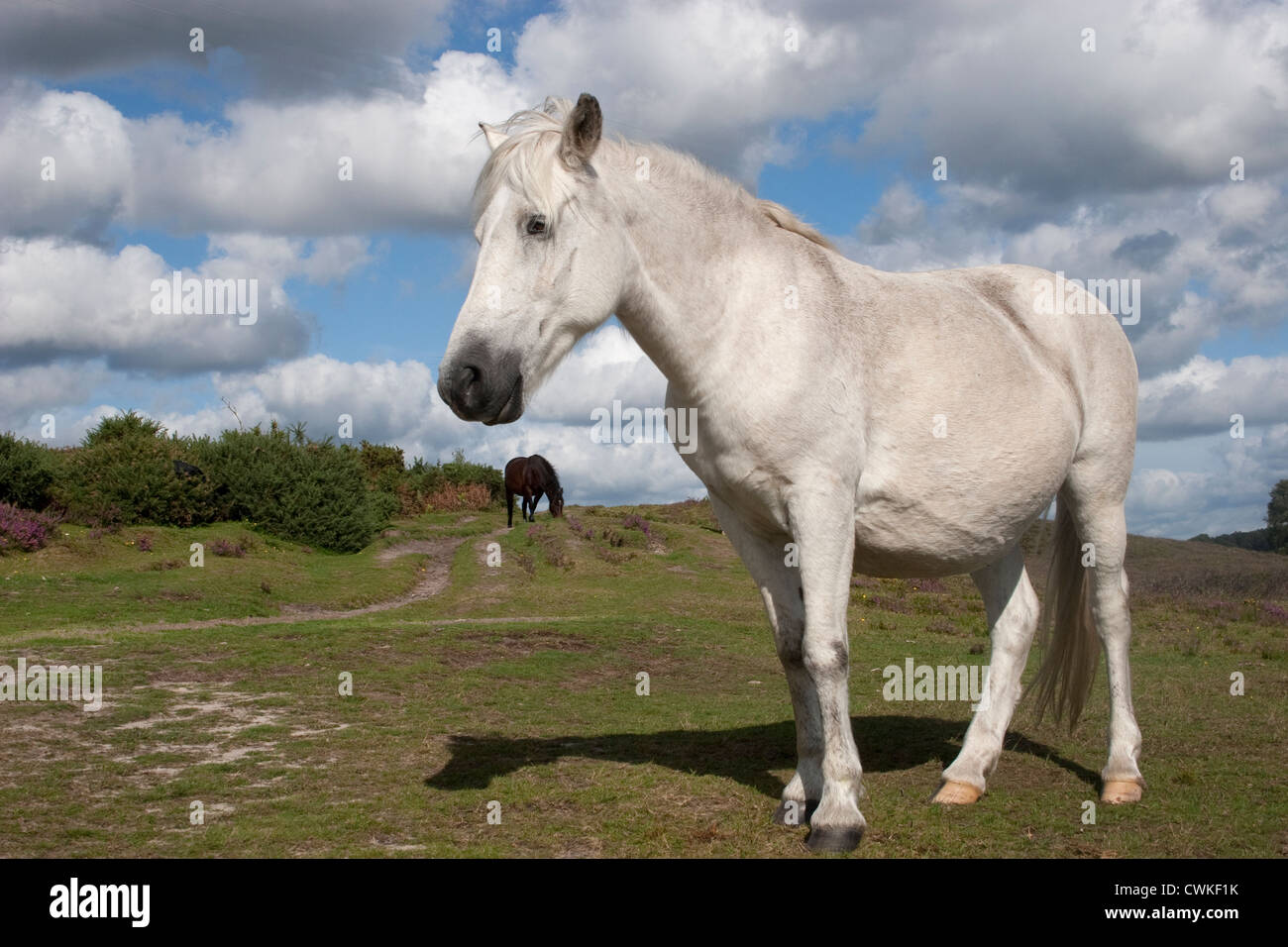 Poney New Forest blanc, Angleterre Banque D'Images