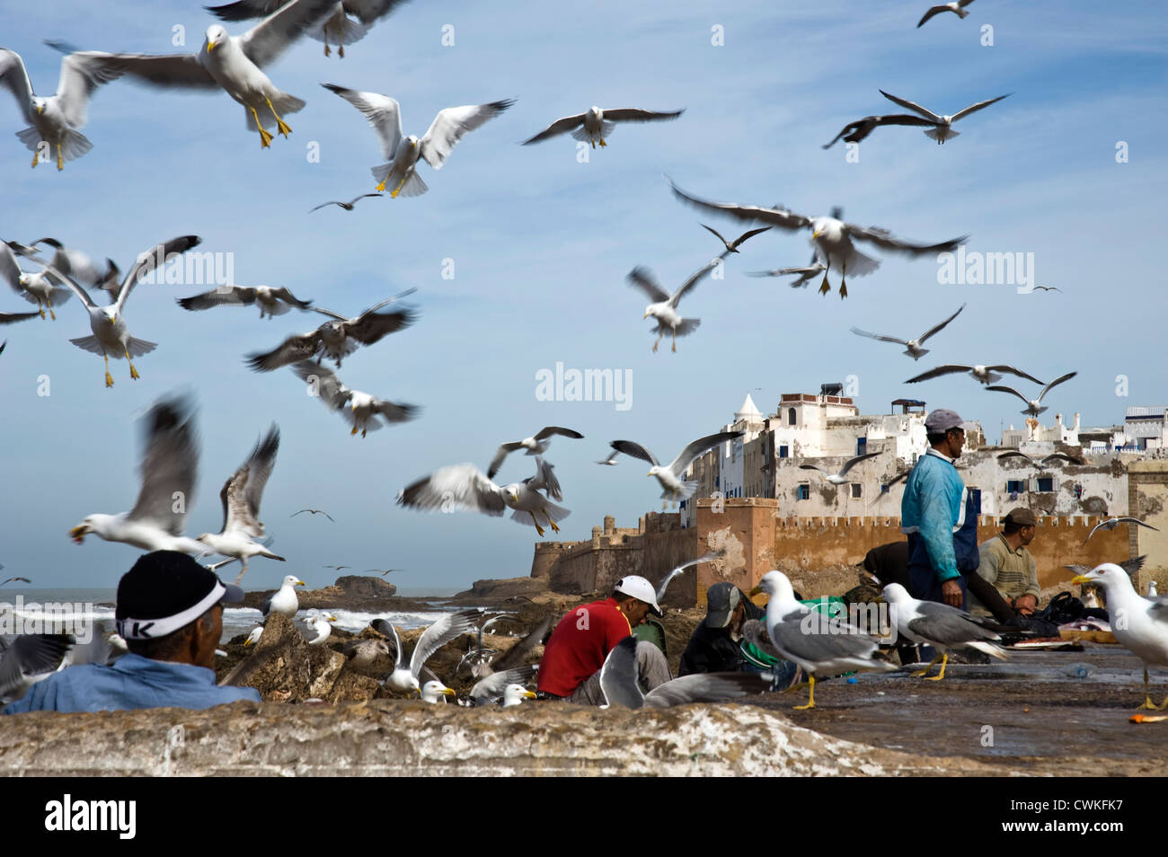 Les pêcheurs l'éviscération du poisson par le port, avec des troupeaux de mouettes, Essaouira, Maroc Banque D'Images