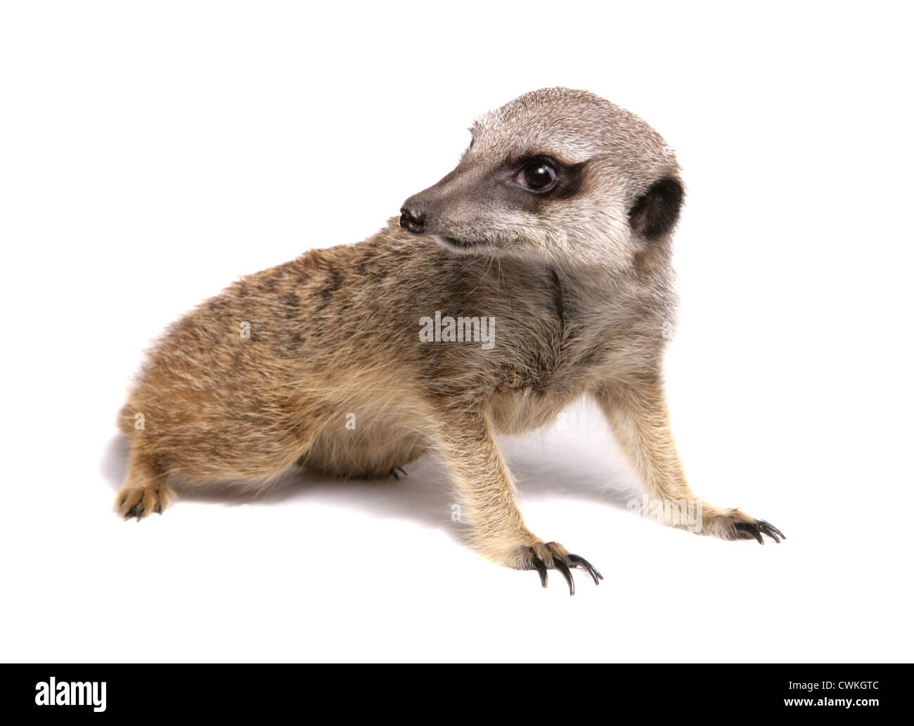 Meerkat Suricata suricatta adulte seul dans un studio UK Banque D'Images