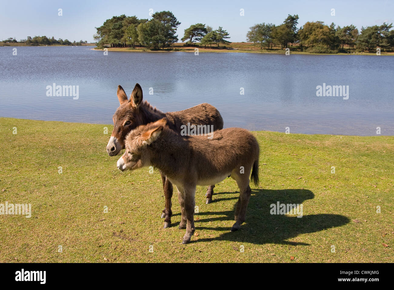 Paire d'ânes New Forest, Hampshire, Angleterre Banque D'Images