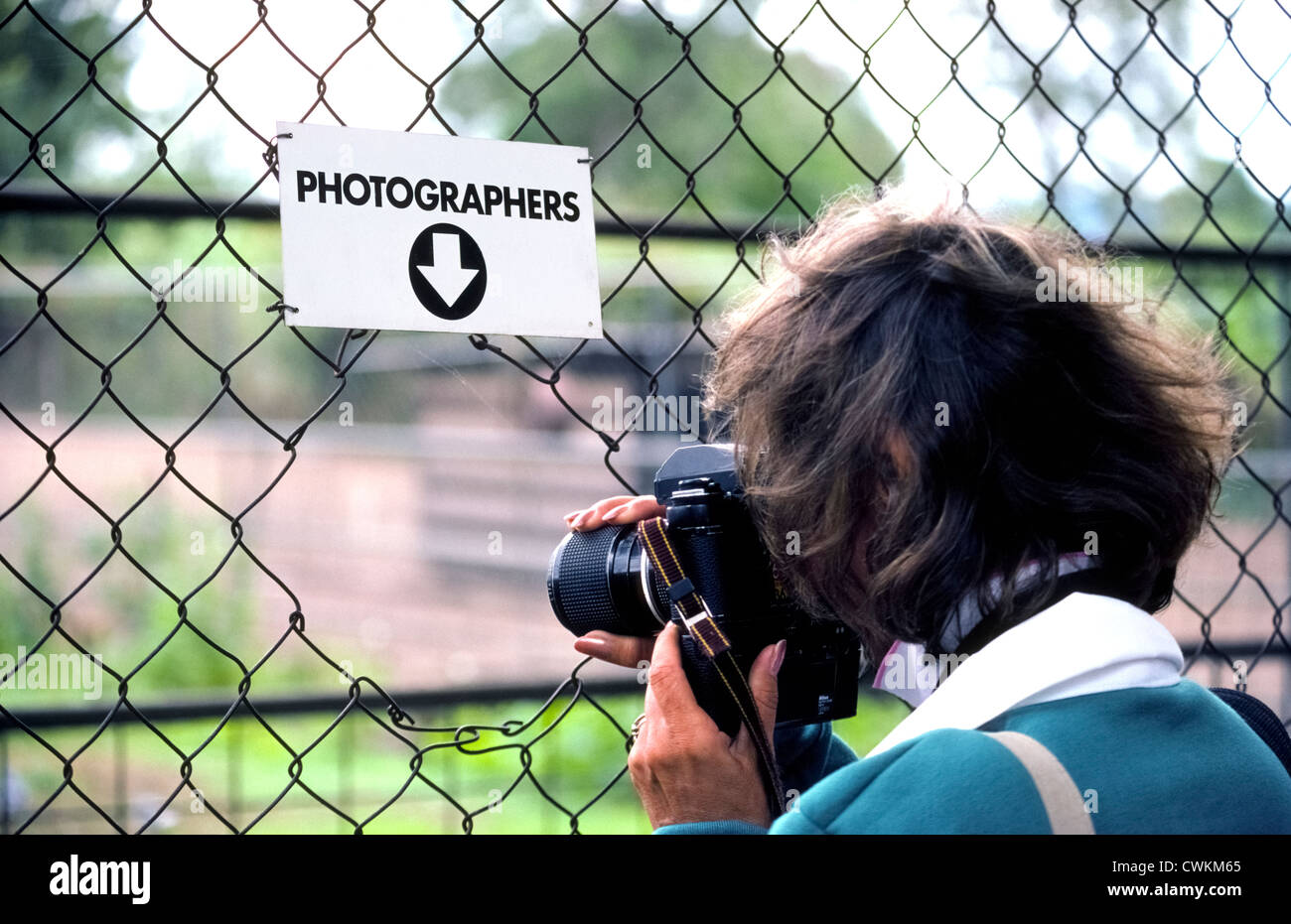 Une femme cherche son appareil photo par un trou dans la clôture qui a été créé pour les photographes au Lone Pine Koala Sanctuary à Brisbane, Australie. Banque D'Images