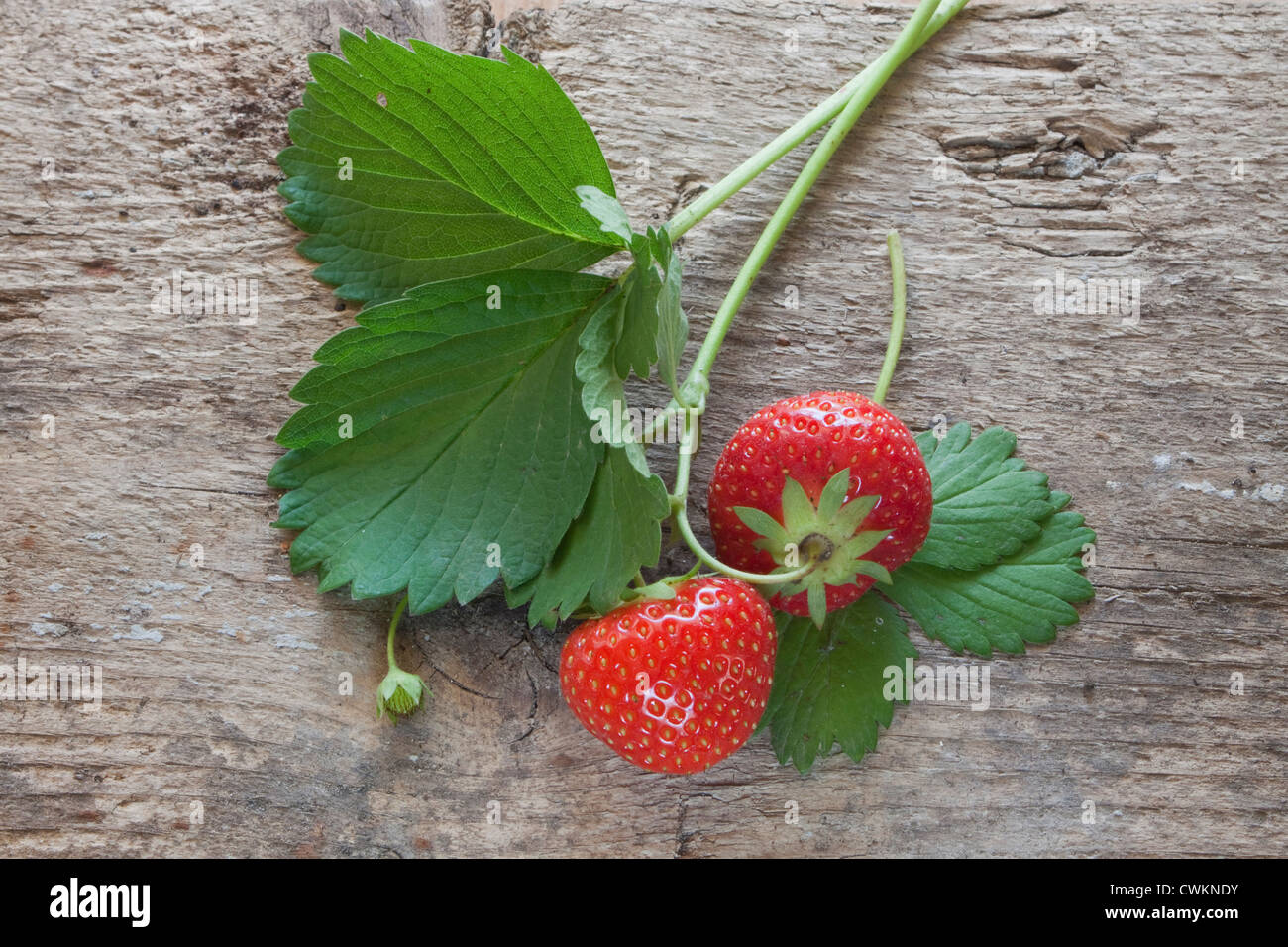 Quelques fraises sur une plaque de bois Banque D'Images