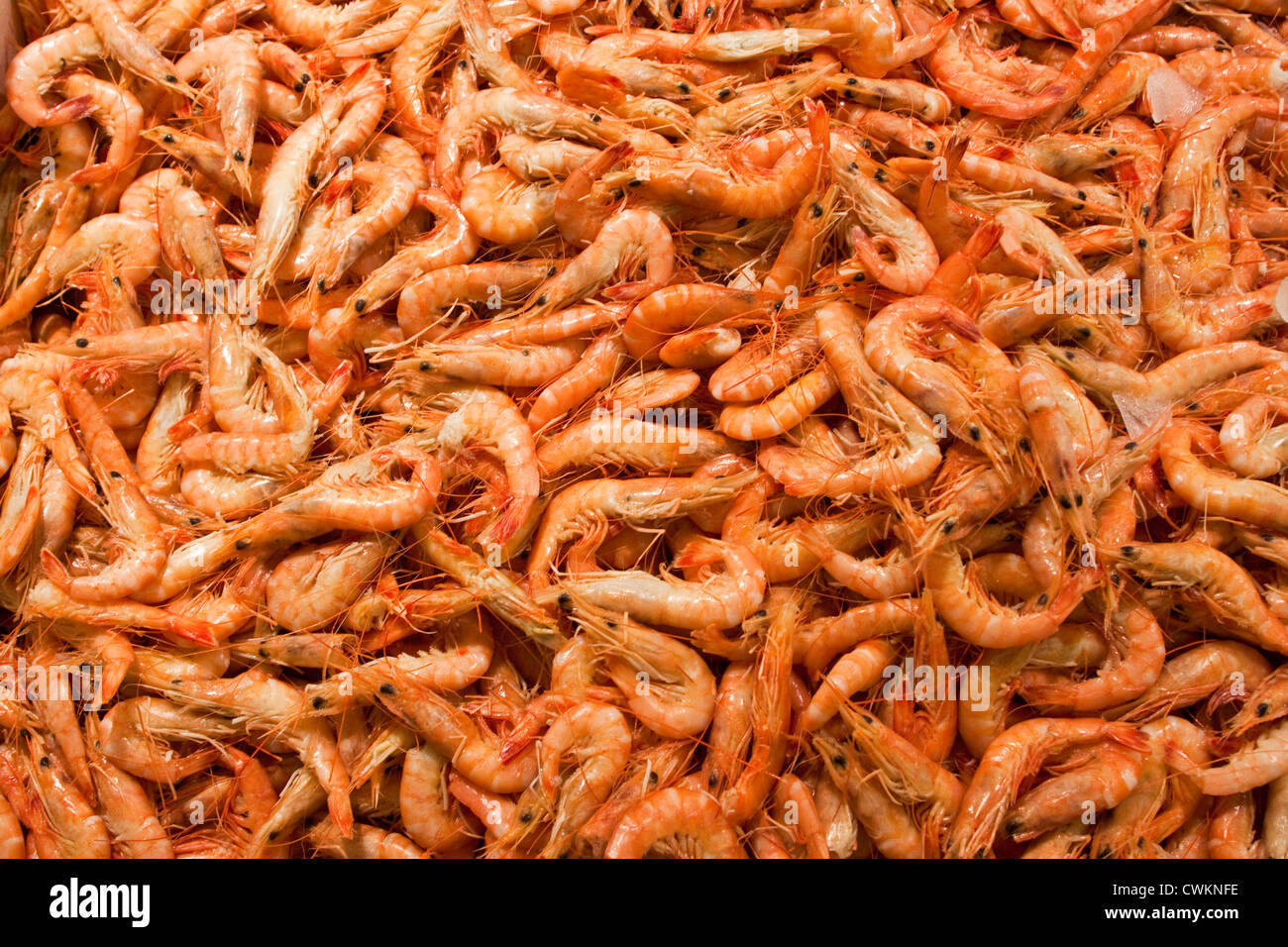 Crevettes fraîches au marché aux poissons Banque D'Images