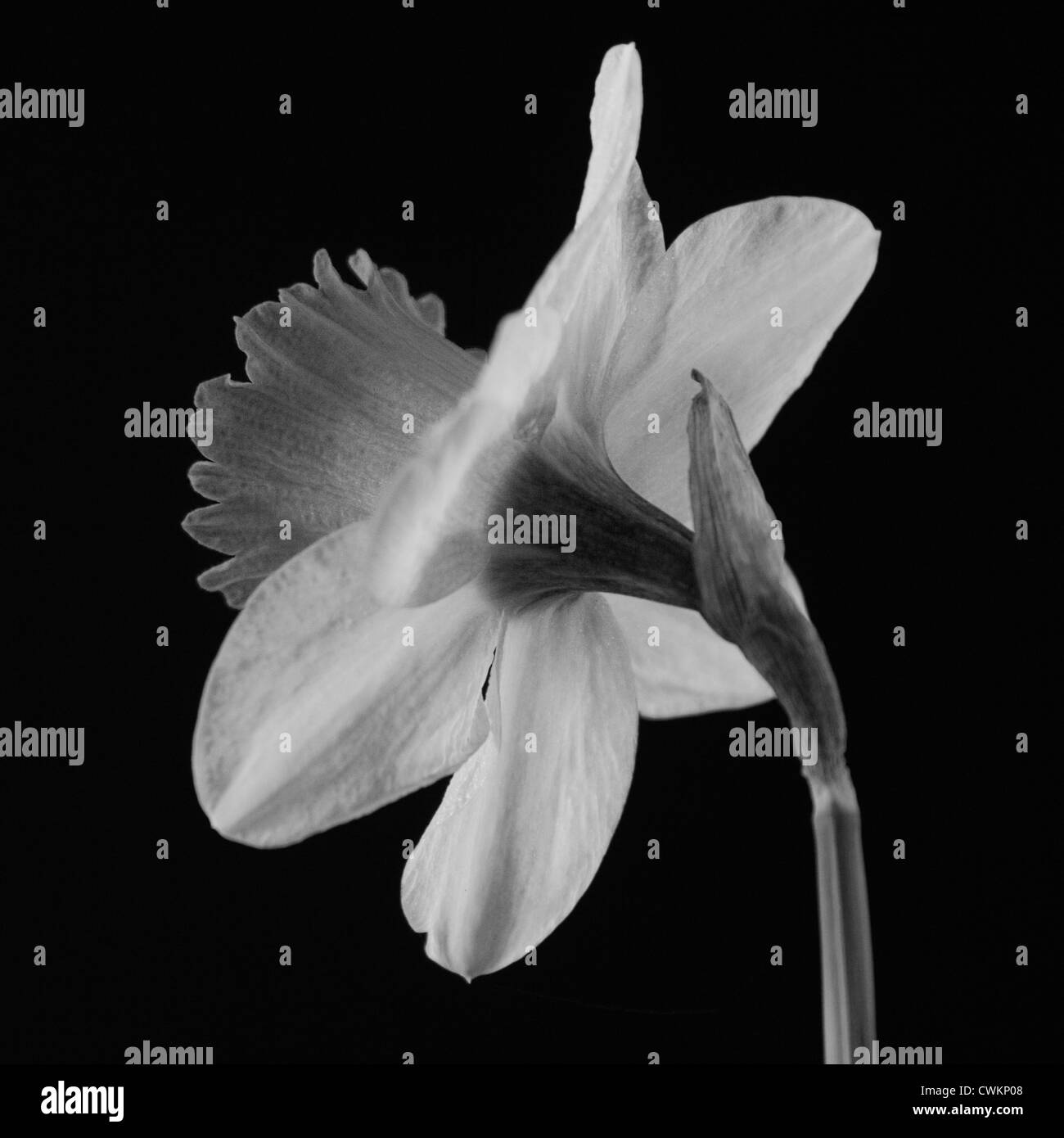 Narcisse close up en noir et blanc Banque D'Images