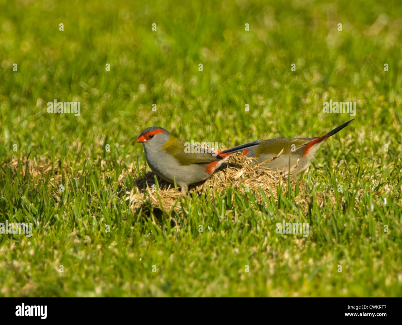 Red-browed Finch (Neochmia temporalis), New South Wales, Australie Banque D'Images