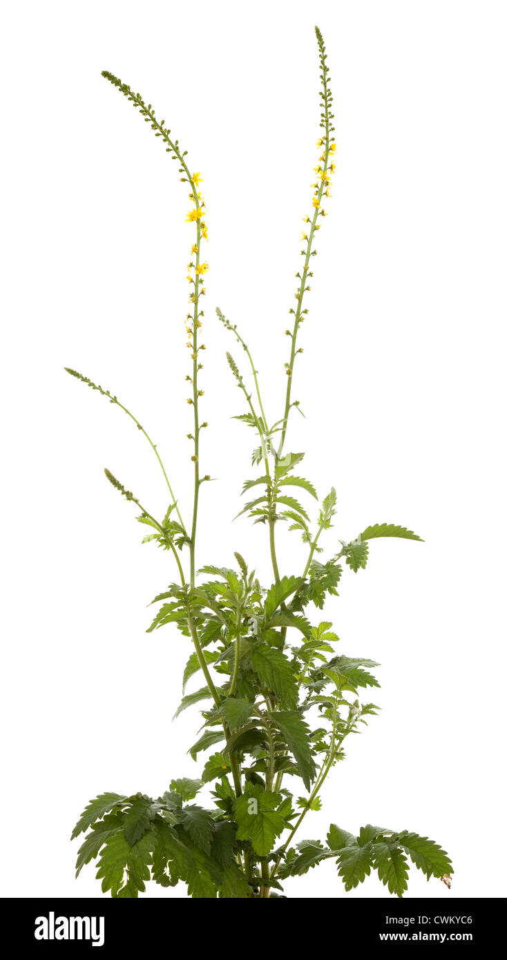 Fleur jaune (Agrimonia eupatoria) sur fond blanc Banque D'Images