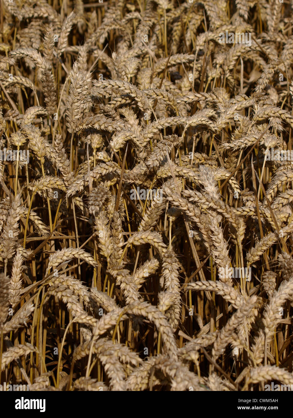 Prêts pour la récolte de blé, UK Banque D'Images
