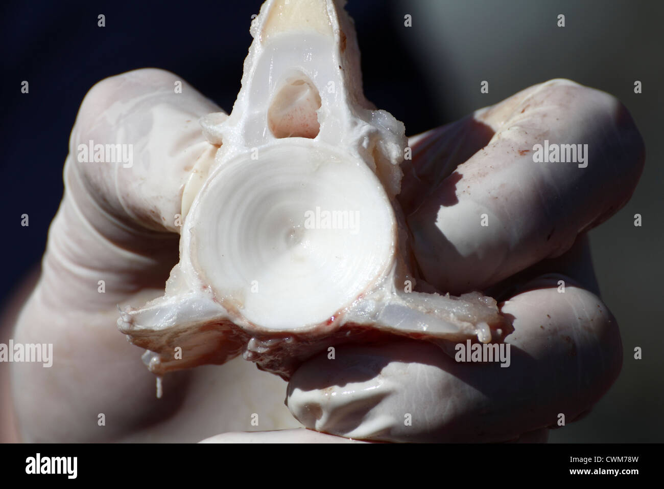 Vieillir un poisson requin en comptant les anneaux de croissance formés sur la vertèbre et cette photo montre le cartilage de la colonne vertébrale et les anneaux Banque D'Images Vieillir un poisson requin en comptant les anneaux de croissance formés sur la vertèbre et cette photo montre le cartilage de la colonne vertébrale et les anneaux Banque D'Images