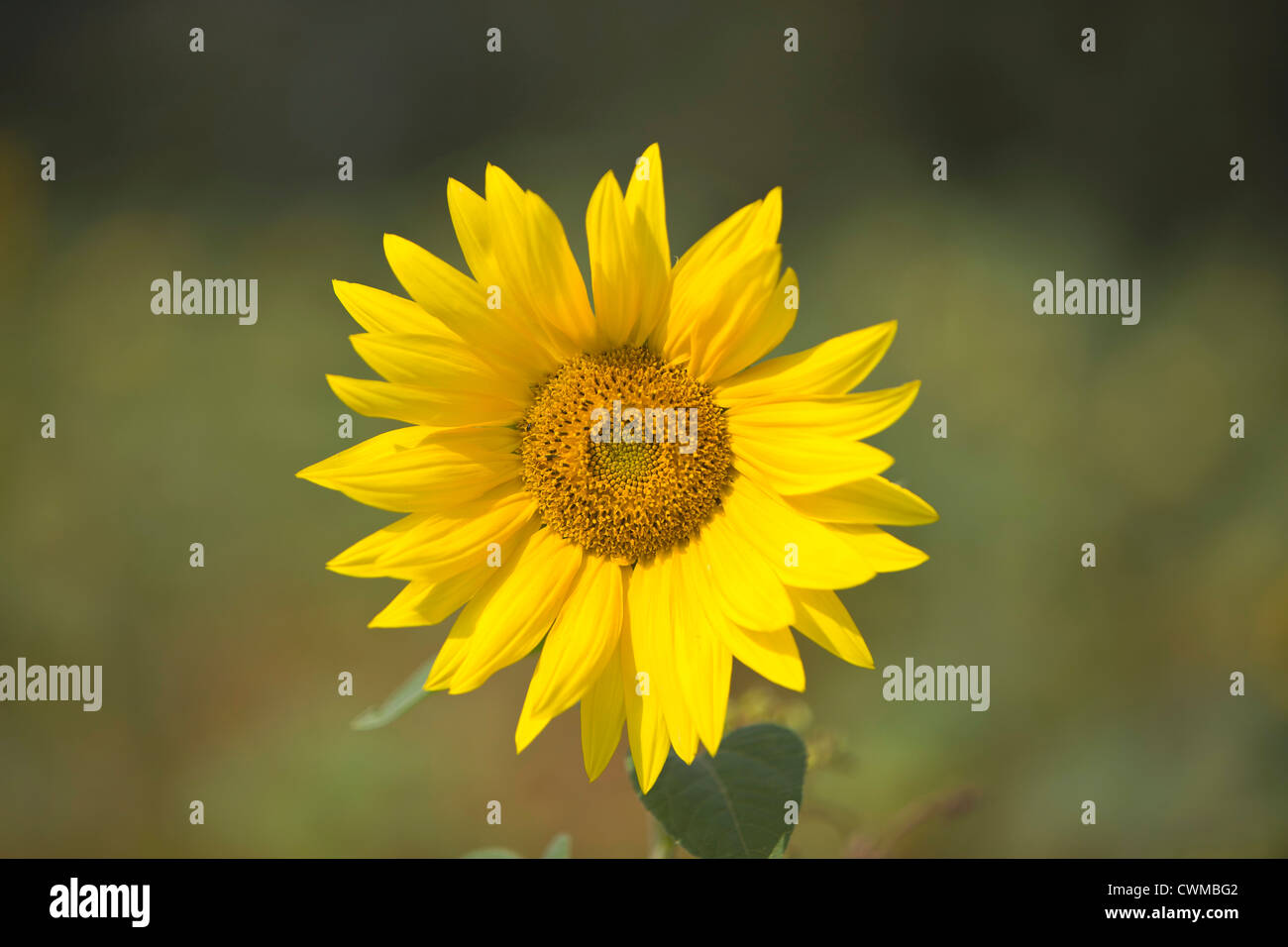 Allemagne, Hanovre, Sunflower, Close up Banque D'Images