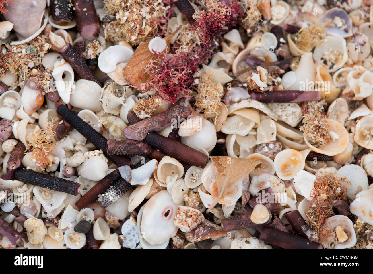 L'Equateur, Galapagos, Sombrero Chino. Détail de corail et la plage couverte de shell. Banque D'Images