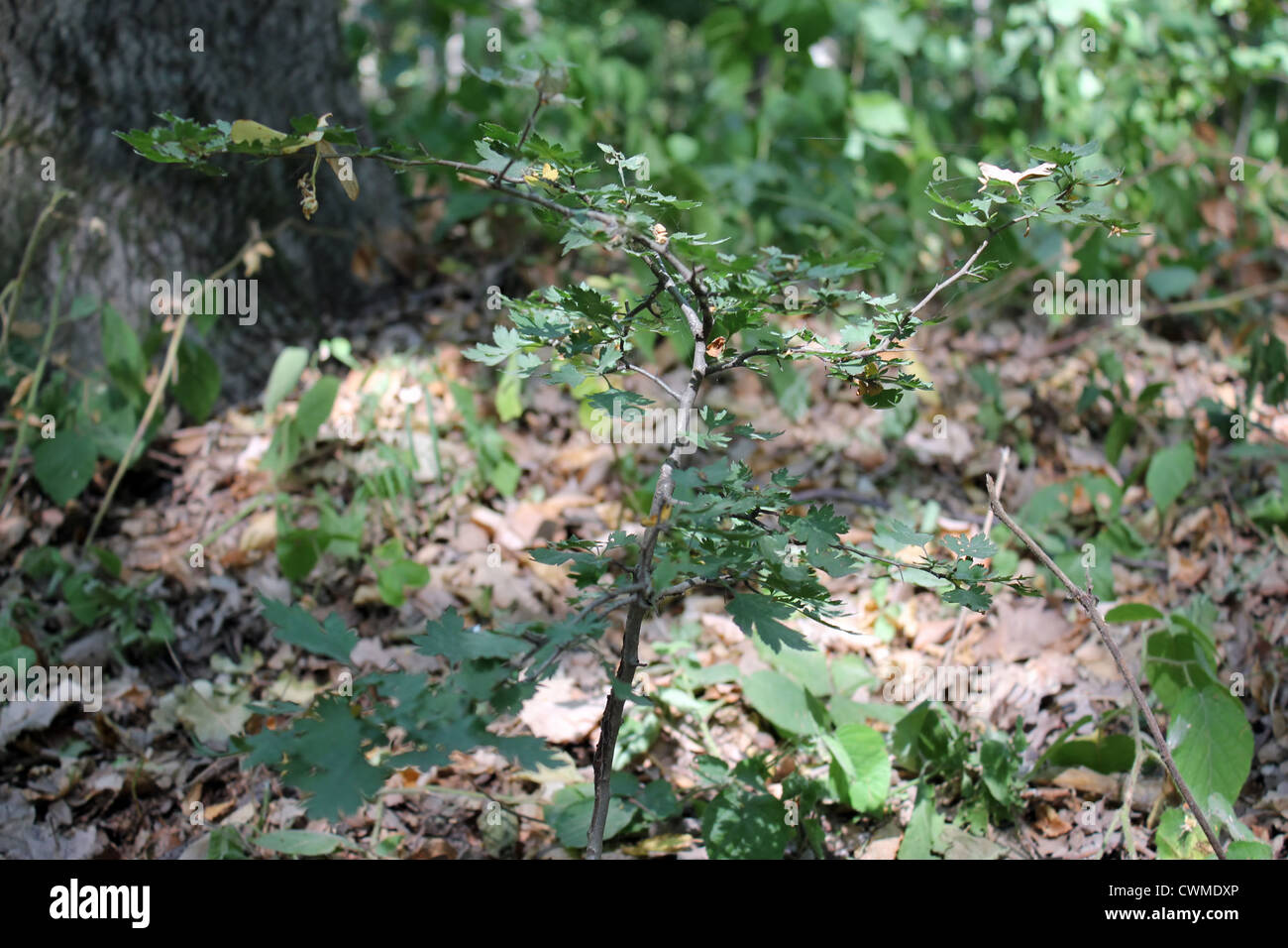 Petit, arbre, vert, herbe, feuille, stick, forêt, bois, soleil, ombre Banque D'Images