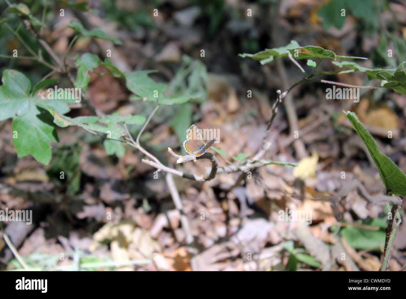 Certains petit arbre en bois au soleil Banque D'Images
