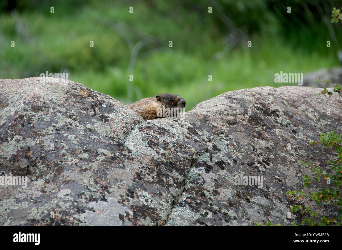 Marmot sur un rocher jouer peek-a-boo Banque D'Images