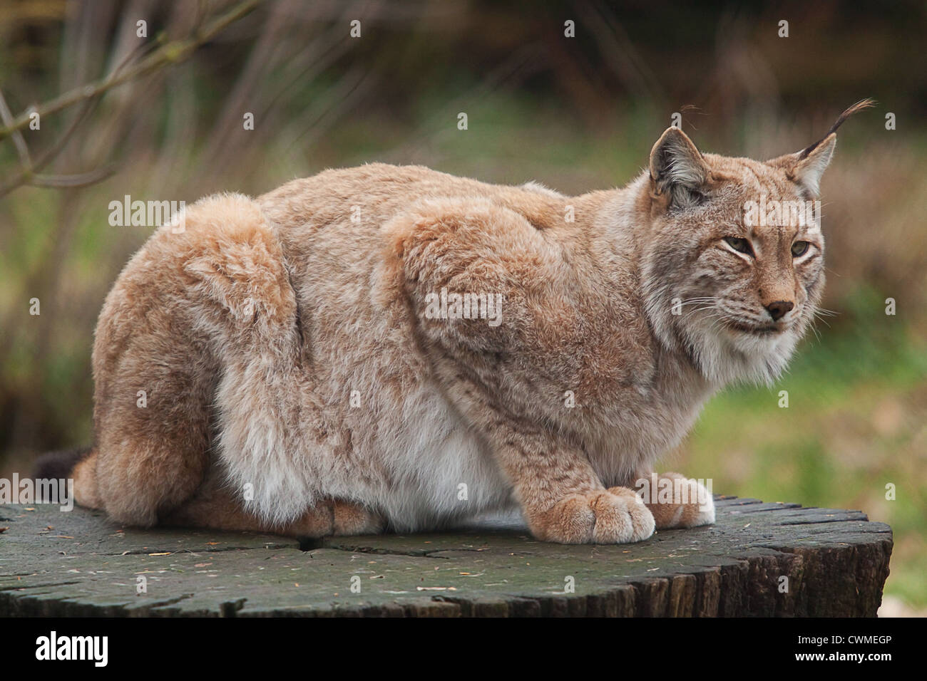 Le lynx au repos Banque D'Images