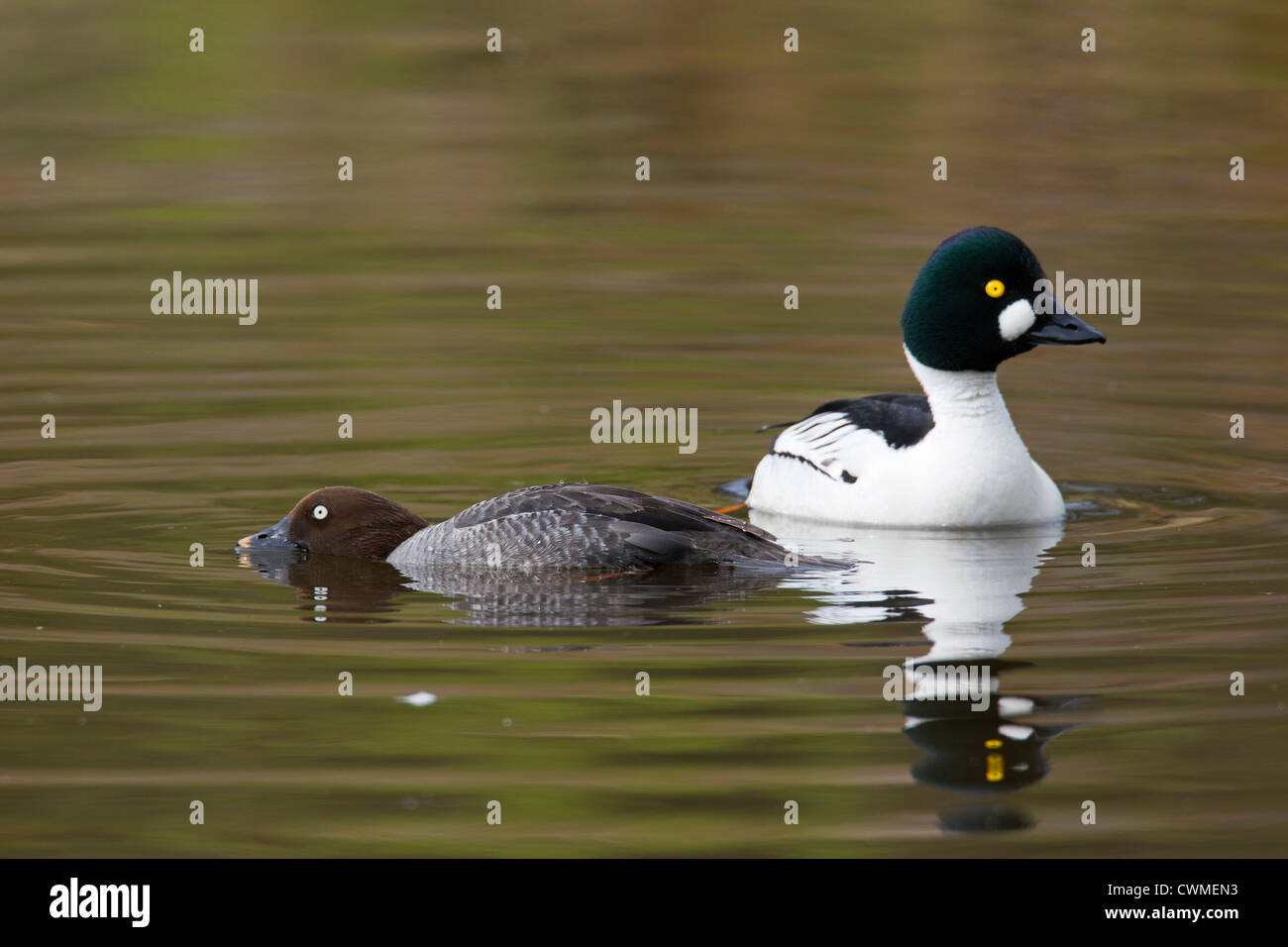 Le garrot à œil d'or (Bucephala clangula) couple, hommes et femmes parade de l'affichage sur le lac, Allemagne Banque D'Images