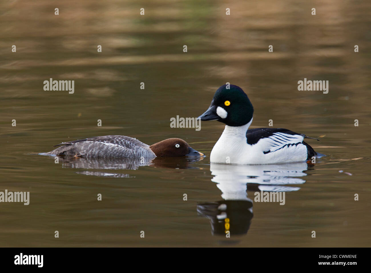 Le garrot à œil d'or (Bucephala clangula) couple, hommes et femmes parade de l'affichage sur le lac, Allemagne Banque D'Images