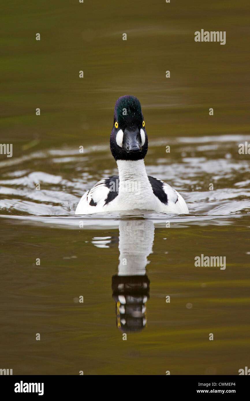Le garrot à œil d'or (Bucephala clangula) masculin natation sur le lac, Allemagne Banque D'Images