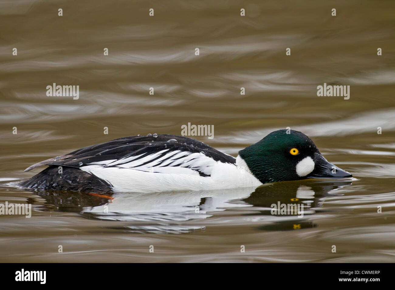 Le garrot à œil d'or (Bucephala clangula) masculin natation sur le lac, Allemagne Banque D'Images