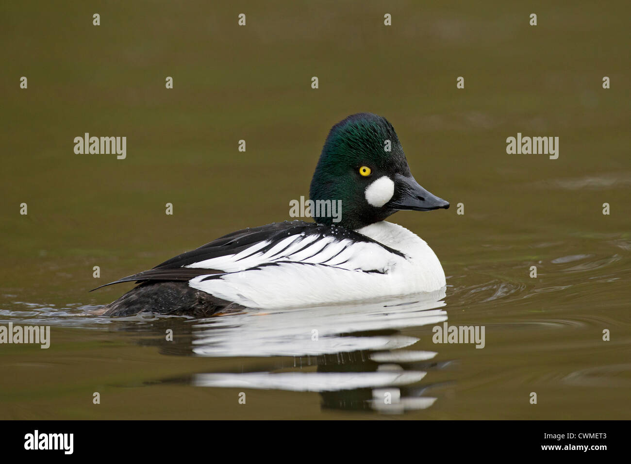 Le garrot à œil d'or (Bucephala clangula) masculin natation sur le lac, Allemagne Banque D'Images