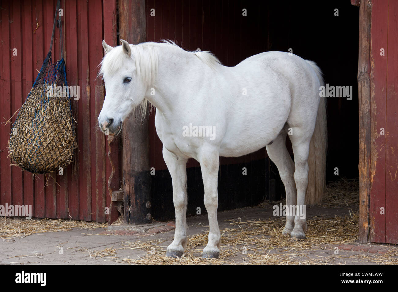 Cheval blanc (Equus caballus) et le foin d'étalon stable bag, Allemagne Banque D'Images
