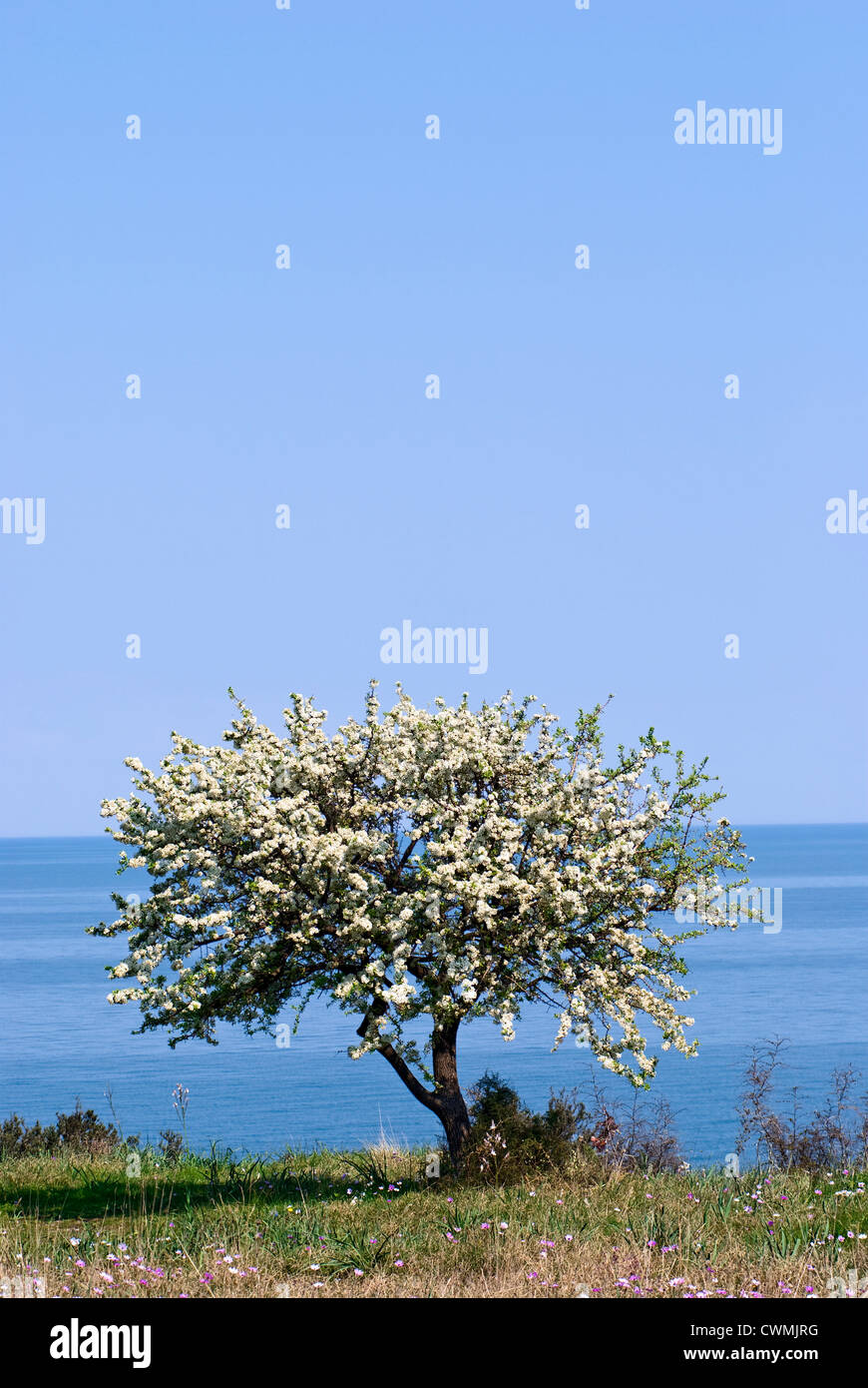 Fleurs de poirier sauvage (Pyrus spinosa) par la mer (la côte égéenne de la Macédoine, Grèce) Banque D'Images
