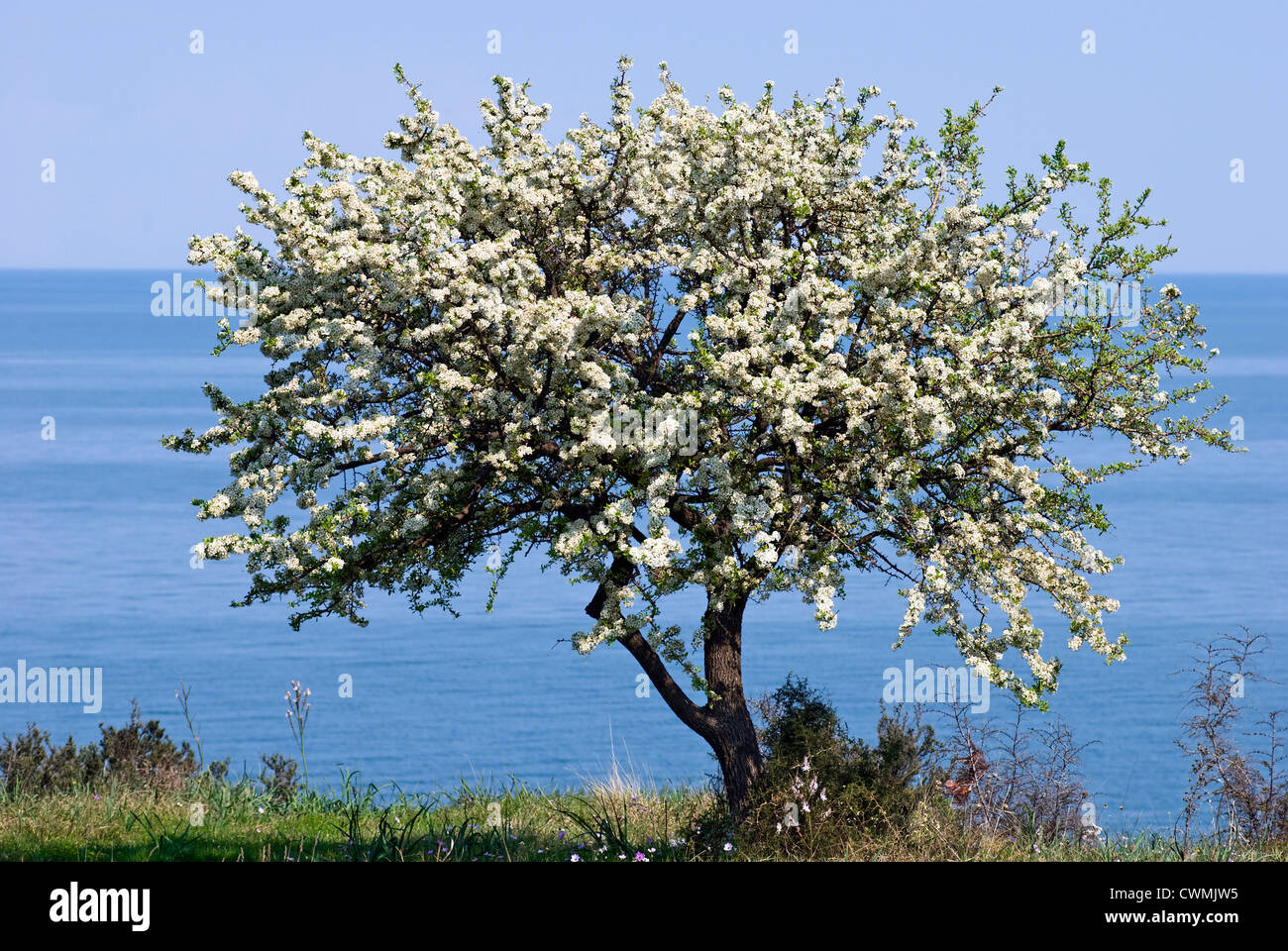 Fleurs de poirier sauvage (Pyrus spinosa) par la mer (la côte égéenne de la Macédoine, Grèce) Banque D'Images