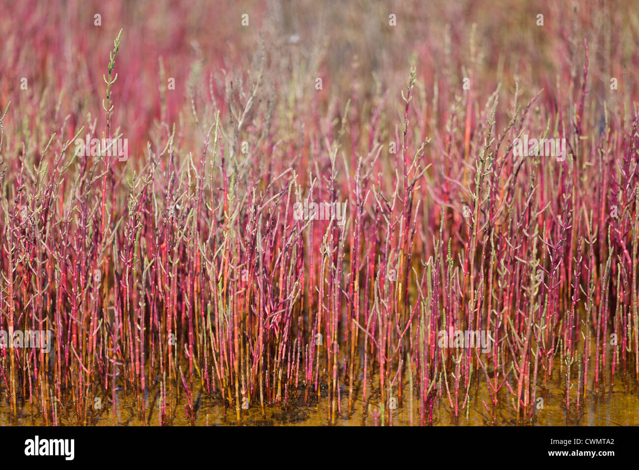 Salicornia plante rouge domaine vives Banque D'Images