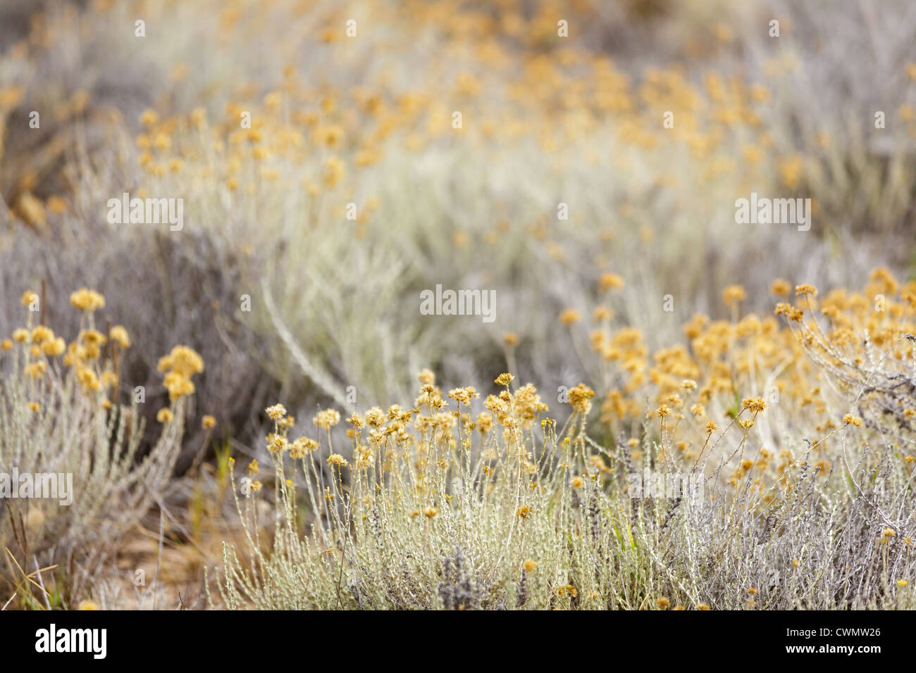 Les plantes, Helichrysum arenarium profondeur de champ Banque D'Images