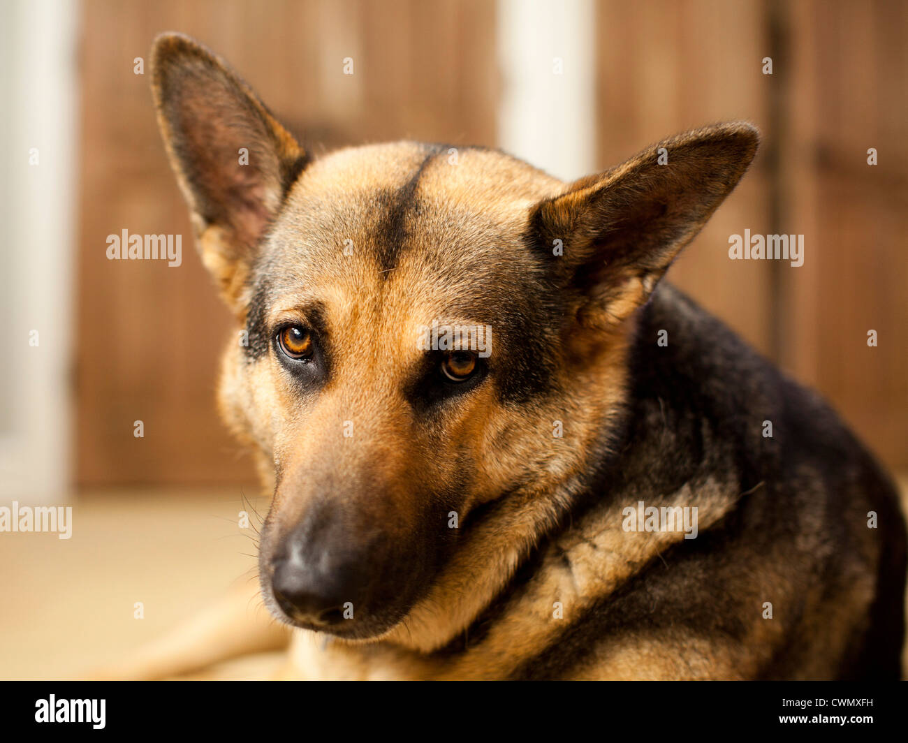 USA, Utah, Salt Lake, Portrait de German Shepard Banque D'Images