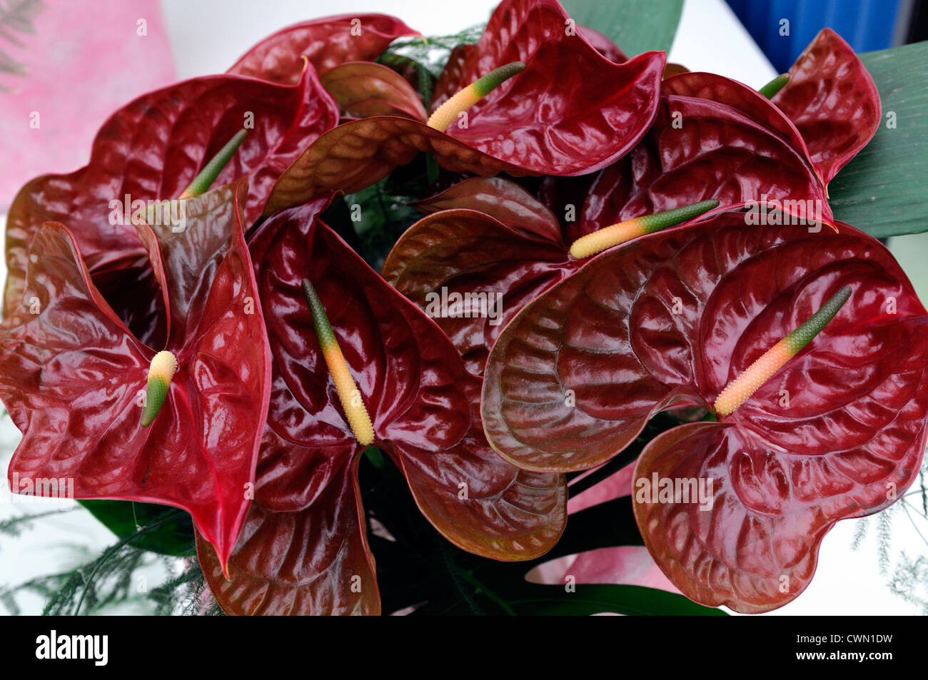 Antruina anthurium rouge fleurs marron choco spathe spadice libre selective focus portraits de plantes tropicales exotiques Banque D'Images