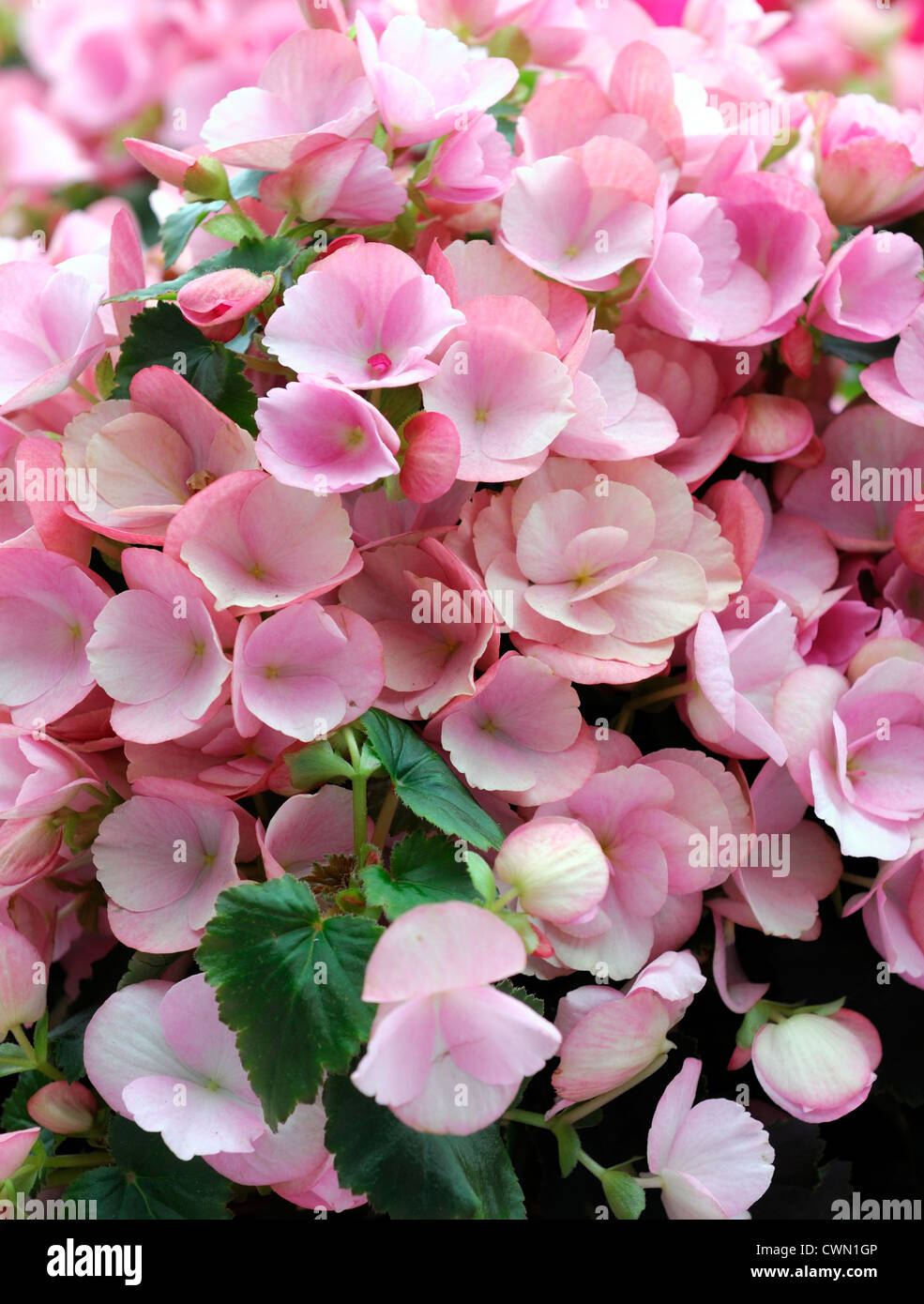 Begonia Betulia Candy Fleur Rose Fleur Plante Dété Gros