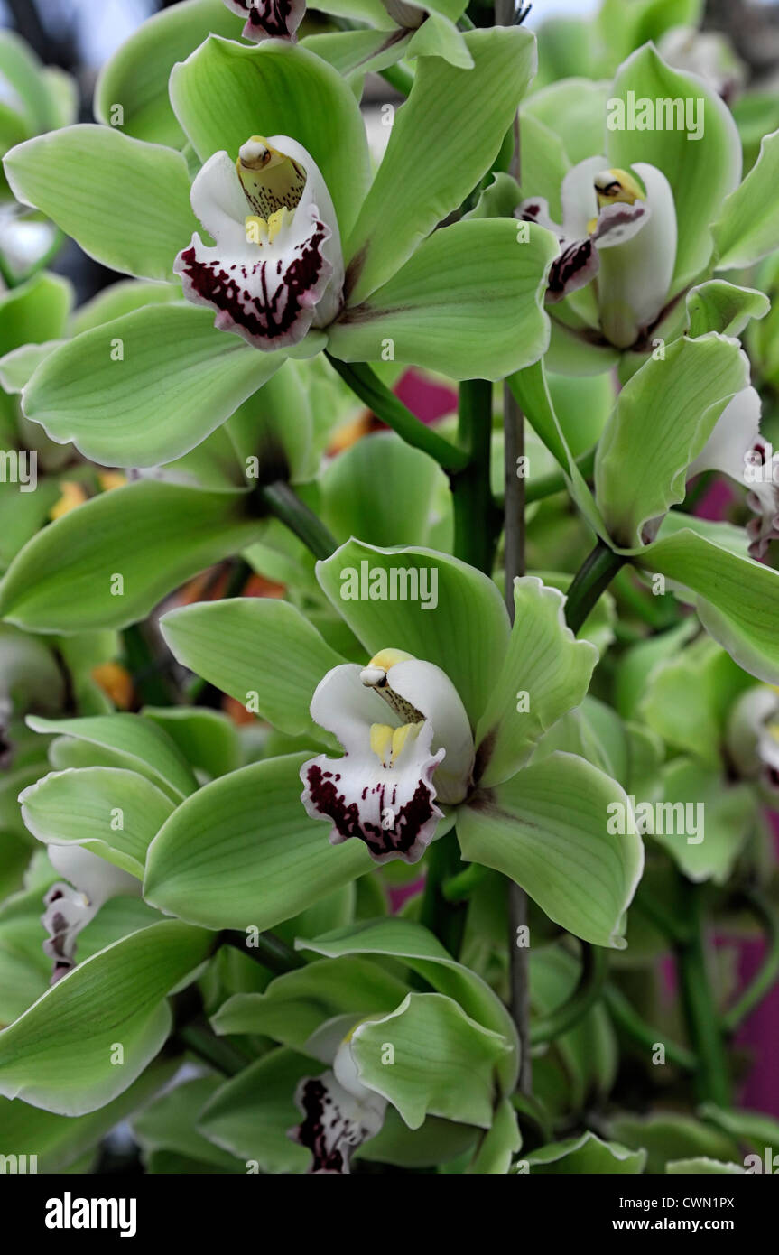 Alice Anderson cymbidium orchidée blanc vert exotique tropical hybride close-up flore fleurs fleur tendre couleur couleur Banque D'Images Alice Anderson cymbidium orchidée blanc vert exotique tropical hybride close-up flore fleurs fleur tendre couleur couleur Banque D'Images