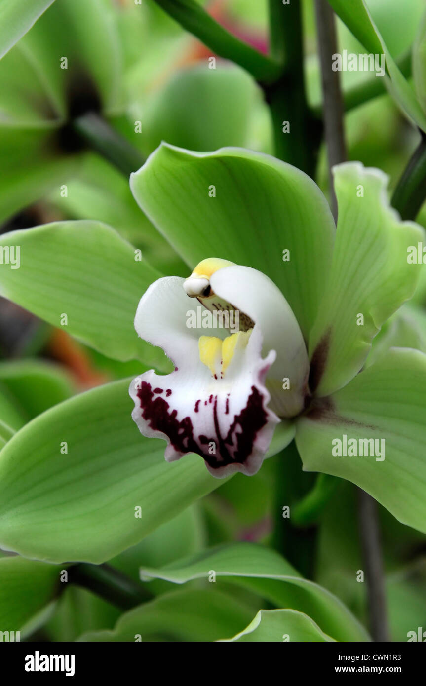 Alice Anderson cymbidium orchidée blanc vert exotique tropical hybride close-up flore fleurs fleur tendre couleur couleur Banque D'Images Alice Anderson cymbidium orchidée blanc vert exotique tropical hybride close-up flore fleurs fleur tendre couleur couleur Banque D'Images