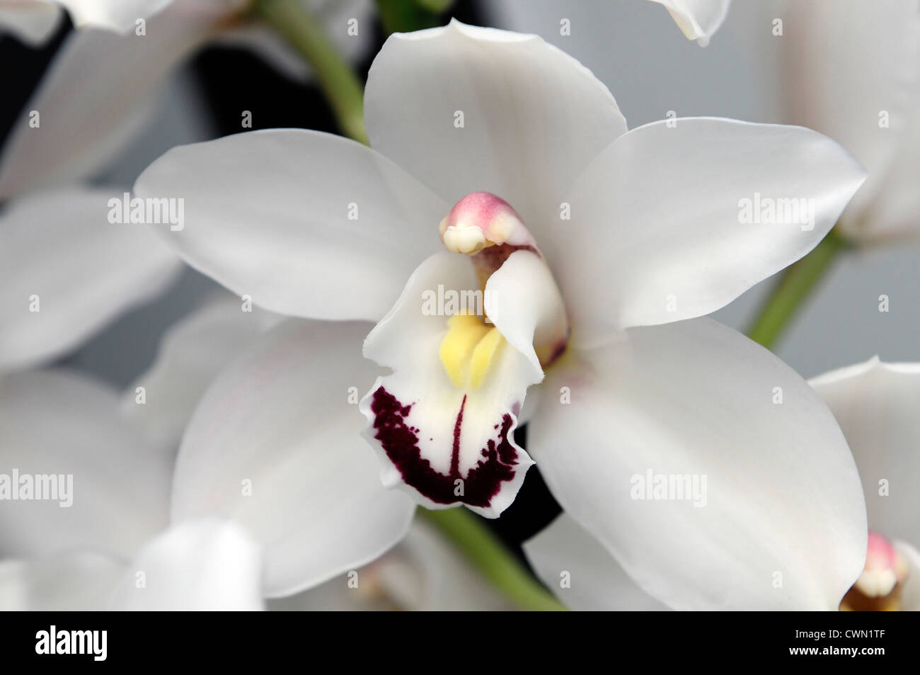 Danny cymbidium orchidée blanc vert exotique tropical hybride close-up flore fleurs fleur tendre couleur couleur libre fermer Banque D'Images Danny cymbidium orchidée blanc vert exotique tropical hybride close-up flore fleurs fleur tendre couleur couleur libre fermer Banque D'Images