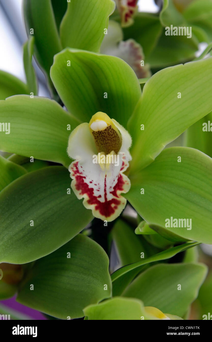Cymbidium géant vert hybride d'orchidée exotique tropical close-up flore fleurs fleur tendre couleur couleur libre fermer Banque D'Images Cymbidium géant vert hybride d'orchidée exotique tropical close-up flore fleurs fleur tendre couleur couleur libre fermer Banque D'Images