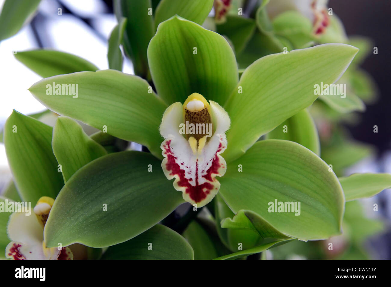 Cymbidium géant vert hybride d'orchidée exotique tropical close-up flore fleurs fleur tendre couleur couleur libre fermer Banque D'Images Cymbidium géant vert hybride d'orchidée exotique tropical close-up flore fleurs fleur tendre couleur couleur libre fermer Banque D'Images