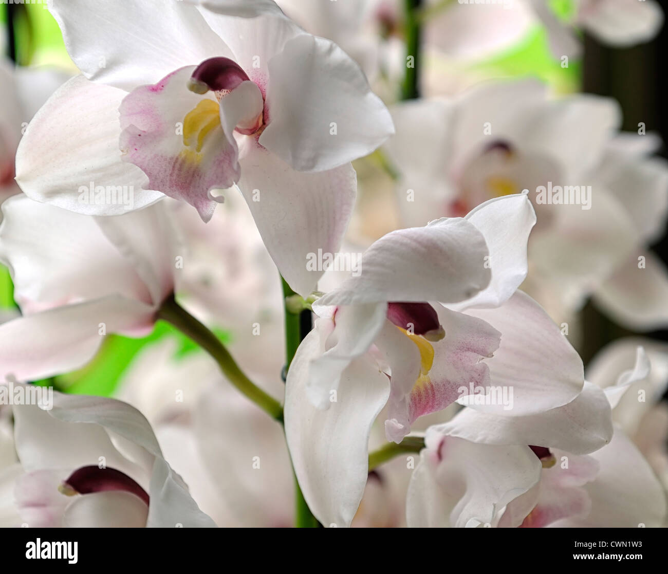 Cymbidium orchidée blanc nevada exotiques tropicaux hybride close-up flore fleurs fleur tendre couleur couleur libre fermer Banque D'Images Cymbidium orchidée blanc nevada exotiques tropicaux hybride close-up flore fleurs fleur tendre couleur couleur libre fermer Banque D'Images