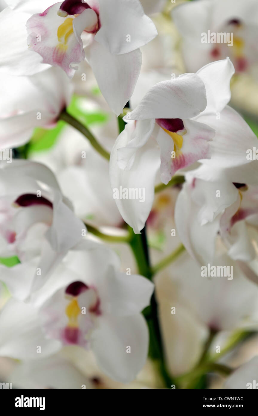 Cymbidium orchidée blanc nevada exotiques tropicaux hybride close-up flore fleurs fleur tendre couleur couleur libre fermer Banque D'Images Cymbidium orchidée blanc nevada exotiques tropicaux hybride close-up flore fleurs fleur tendre couleur couleur libre fermer Banque D'Images