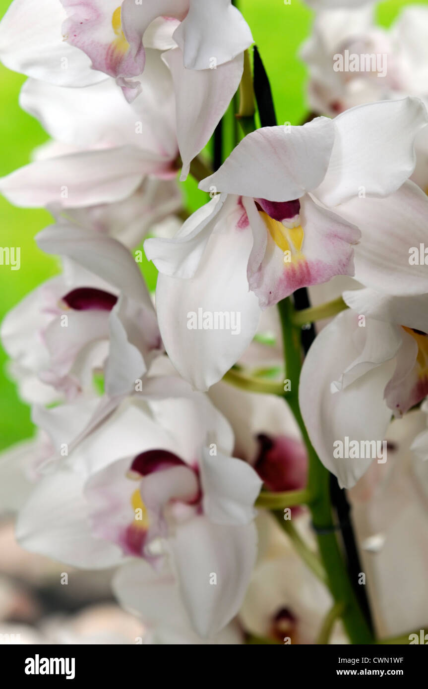 Cymbidium orchidée blanc nevada exotiques tropicaux hybride close-up flore fleurs fleur tendre couleur couleur libre fermer Banque D'Images Cymbidium orchidée blanc nevada exotiques tropicaux hybride close-up flore fleurs fleur tendre couleur couleur libre fermer Banque D'Images