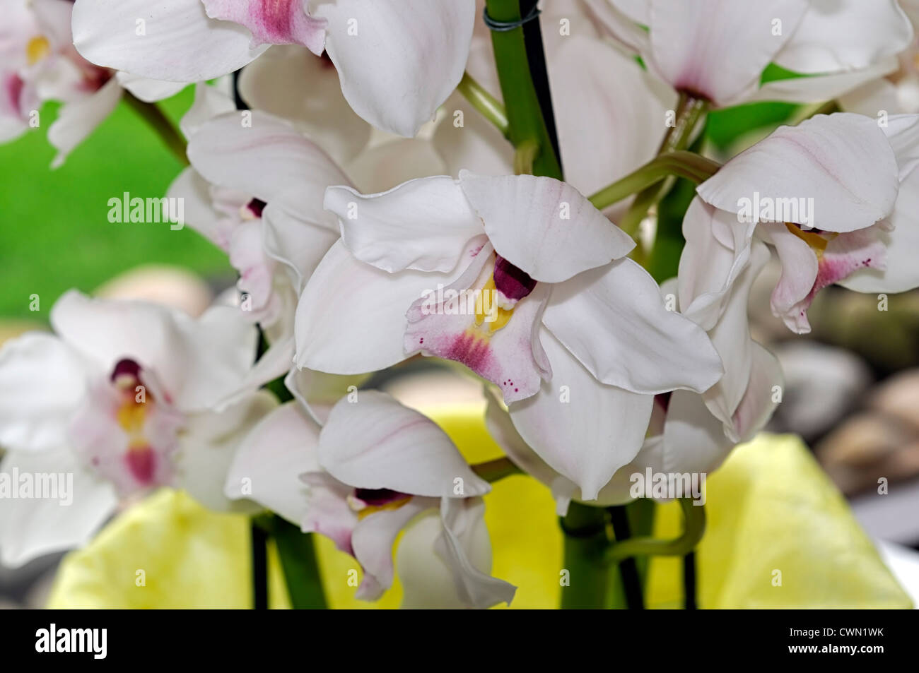 Cymbidium orchidée blanc nevada exotiques tropicaux hybride close-up flore fleurs fleur tendre couleur couleur libre fermer Banque D'Images Cymbidium orchidée blanc nevada exotiques tropicaux hybride close-up flore fleurs fleur tendre couleur couleur libre fermer Banque D'Images