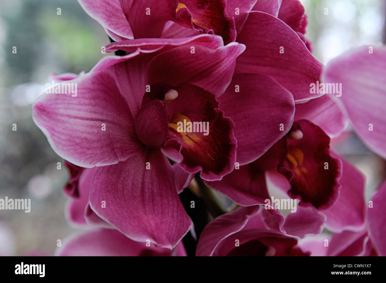 Orchidée cymbidium hybride rose ligne robert exotiques tropicaux close-up flore fleurs fleur tendre couleur couleur libre fermer Banque D'Images Orchidée cymbidium hybride rose ligne robert exotiques tropicaux close-up flore fleurs fleur tendre couleur couleur libre fermer Banque D'Images