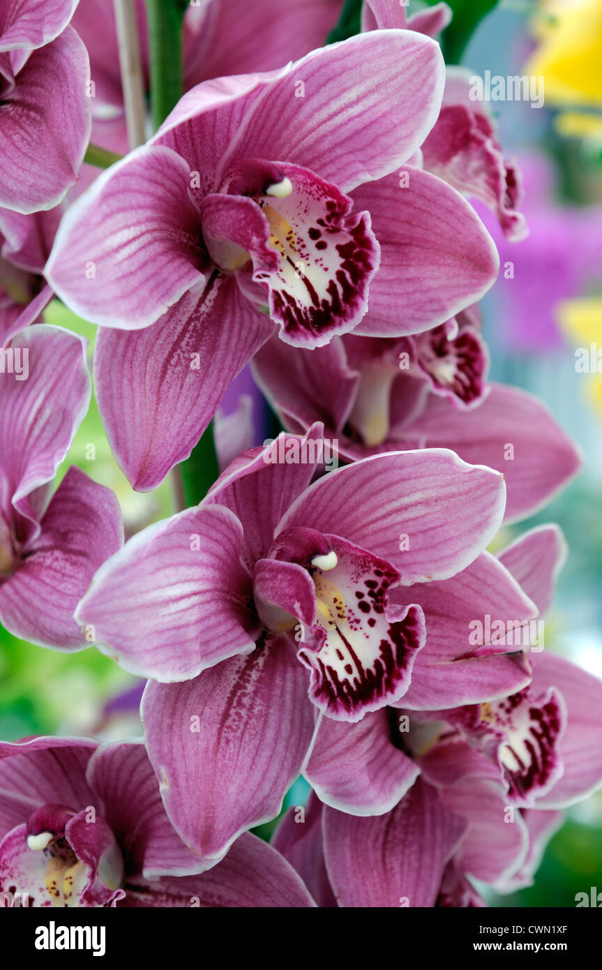 Orchidée cymbidium rose fleur exotique tropical hybride close-up flore fleurs fleur tendre couleur couleur libre fermer Banque D'Images Orchidée cymbidium rose fleur exotique tropical hybride close-up flore fleurs fleur tendre couleur couleur libre fermer Banque D'Images