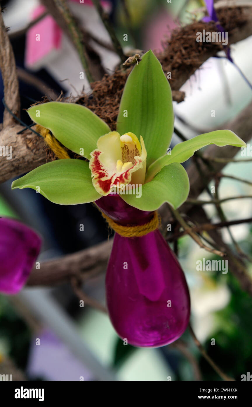 Orchidée cymbidium hybride de fleurs exotiques tropicales close-up flore fleurs fleur tendre couleur couleur libre fermer Banque D'Images Orchidée cymbidium hybride de fleurs exotiques tropicales close-up flore fleurs fleur tendre couleur couleur libre fermer Banque D'Images