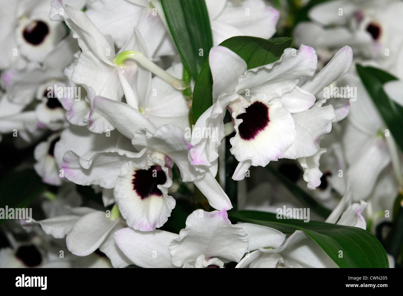 Dendrobium nobile hybride d'orchidée blanche exotique tropical close-up flore fleurs fleur tendre couleur couleur Banque D'Images Dendrobium nobile hybride d'orchidée blanche exotique tropical close-up flore fleurs fleur tendre couleur couleur Banque D'Images